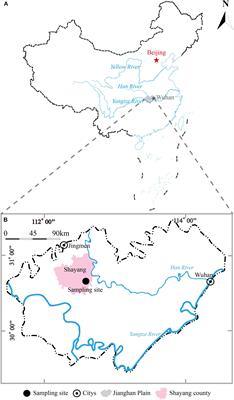 Bacterial and Archaeal Diversity and Abundance in Shallow Subsurface Clay Sediments at Jianghan Plain, China